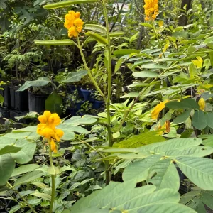 Candlestick Tree Live Plant (Senna alata) - Yellow Flower, 2Ft Tall in 6