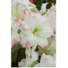 Candy Amadeus Double Amaryllis Bulb - 34/36cm, Giant Double Flowers, Indoor - Image 1