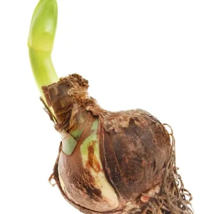 Candy Amadeus Double Amaryllis Bulb - 34/36cm, Giant Double Flowers, Indoor - Image 4