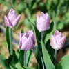Candy Prince Tulip Bulbs - Lilac-Pink Triumph (Approx. 450 Bulbs) - Fall Planting - Image 1