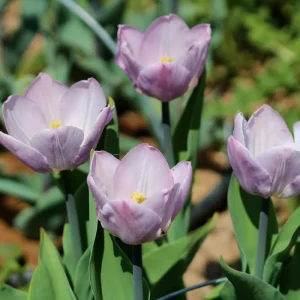 Candy Prince Tulip Bulbs - Lilac-Pink Triumph (Approx. 450 Bulbs) - Fall Planting - Image 2