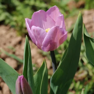 Candy Prince Tulip Bulbs - Lilac-Pink Triumph (Approx. 450 Bulbs) - Fall Planting - Image 3