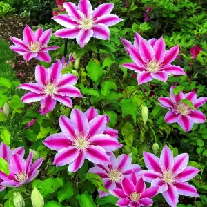 Candy Stripe Clematis Vine Live Plant - Two-Toned Lavender Pink Blooms - 2.5