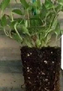 Candy Stripe Clematis Vine Live Plant - Two-Toned Lavender Pink Blooms - 2.5