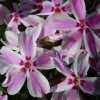 Candy Stripes Creeping Phlox Live Plant – Perennial – Quart Pot – Outdoor Flowering Groundcover - Image 1