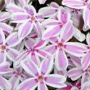 Candy Stripes Creeping Phlox Live Plant – Perennial – Quart Pot – Outdoor Flowering Groundcover - Image 4