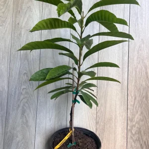 Canistel Grafted Tree Live Plant - 3 Gallon Pot - Eggfruit Custard Fruit - Image 6