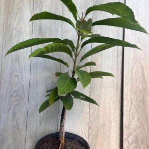 Canistel Grafted Tree Live Plant - 3 Gallon Pot - Eggfruit Custard Fruit - Image 7