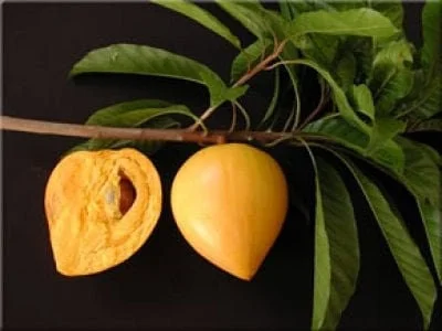 Canistel Live Plant - 2 ft Tall Airlayered Tree - Sweet Fruit - 3 Gallon Pot - Image 1