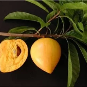 Canistel Live Plant - Pouteria campechiana - 3-4 ft Tall - 7 Gallon Pot - Image 1