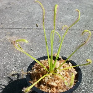 Cape Sundew Carnivorous Plant (Drosera Capensis) - Live Plant 3 inch Pot Indoor/Outdoor - Image 2