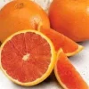Cara Cara Orange Tree - 3 Gallon Pot, 2-3 Feet Tall Live Plant - Sweet & Juicy Fruit - Image 1