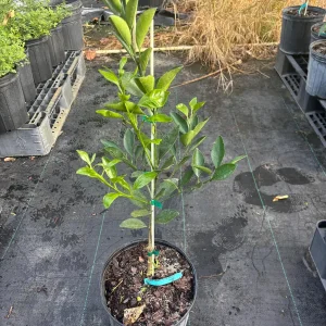 Cara Cara Orange Tree - 3 Gallon Pot, 2-3 Feet Tall Live Plant - Sweet & Juicy Fruit - Image 2