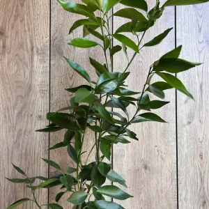 Cara Cara Orange Tree - Grafted Live Citrus Plant in 0.5 Gallon Pot - Image 3