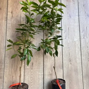 Cara Cara Orange Tree - Grafted Live Citrus Plant in 0.5 Gallon Pot - Image 1