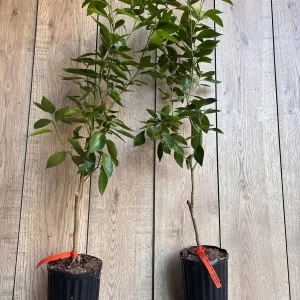 Cara Cara Orange Tree - Grafted Live Citrus Plant in 0.5 Gallon Pot - Image 7