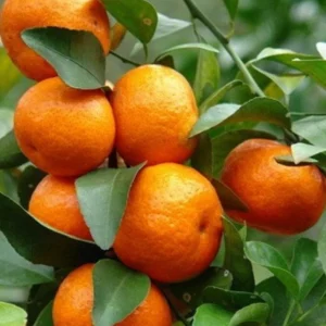 Cara Cara Orange Tree Live Plant - Grafted, 1/2 Gallon Pot - Indoor/Outdoor Fruit Tree - Image 1