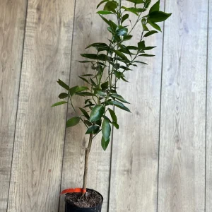 Cara Cara Orange Tree Live Plant - Grafted, 1/2 Gallon Pot - Indoor/Outdoor Fruit Tree - Image 4
