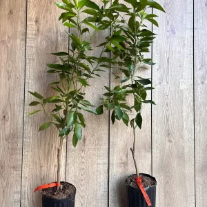 Cara Cara Orange Tree Live Plant - Grafted, 1/2 Gallon Pot - Indoor/Outdoor Fruit Tree - Image 8