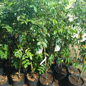 Carambola Live Plant - 2-3 Ft Tall Star Fruit Tree in 3 Gal Pot - Image 2