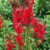 Cardinal Flower Lobelia Cardinalis Bare Root Plant – Red Blooms 4-6 ft Tall - Image 1