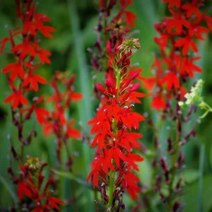Cardinal Flower Lobelia Cardinalis Bare Root Plant – Red Blooms 4-6 ft Tall - Image 3