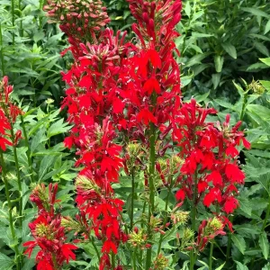 Cardinal Flower Lobelia Cardinalis Bare Root Plant – Red Blooms 4-6 ft Tall - Image 1