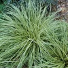 Carex Evergold Live Plant – Variegated Sedge Grass, 4 Inch Pot, Evergreen Perennial - Image 1