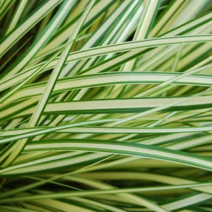 Carex Evergold Live Plant – Variegated Sedge Grass, 4 Inch Pot, Evergreen Perennial - Image 2