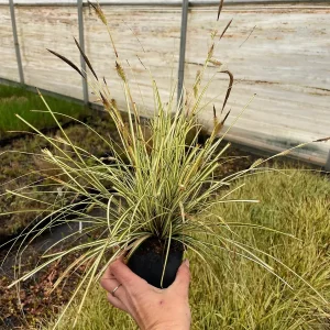 Carex Evergold Live Plant – Variegated Sedge Grass, 4 Inch Pot, Evergreen Perennial - Image 3
