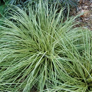 Carex Evergold Live Plant – Variegated Sedge Grass, 4 Inch Pot, Evergreen Perennial - Image 1