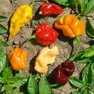 Caribbean Blend Habanero Pepper Seeds - Yellow, Red, Chocolate, Orange Mix - 50+ Seeds - Image 1