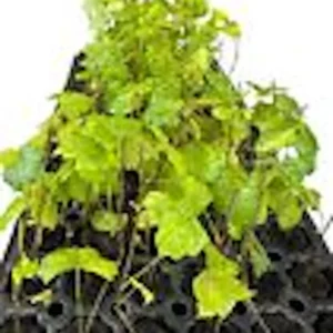 Carlos Muscadine Grape Vine - 10 Starter Plants - Sweet Edible Perennial - Image 2