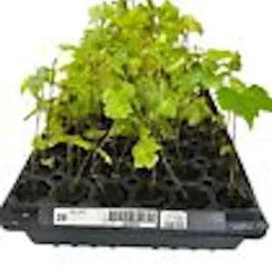 Carlos Muscadine Grape Vine - 10 Starter Plants - Sweet Edible Perennial - Image 3