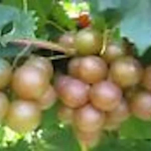 Carlos Muscadine Grape Vine - 10 Starter Plants - Sweet Edible Perennial - Image 1