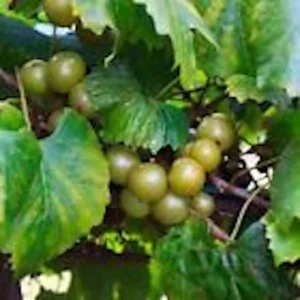 Carlos Muscadine Grape Vine - 10 Starter Plants - Sweet Edible Perennial - Image 5