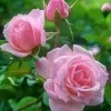 Carlsbad Rose Live Plant - Soft Pink Floribunda Rose in 4 inch Pot - Fragrant Outdoor Bush - Image 1