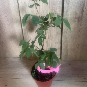 Carlsbad Rose Live Plant - Soft Pink Floribunda Rose in 4 inch Pot - Fragrant Outdoor Bush - Image 3