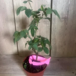 Carlsbad Rose Live Plant - Soft Pink Floribunda Rose in 4 inch Pot - Fragrant Outdoor Bush - Image 9