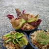 Carnivorous Plant Set - Venus Fly Trap, Pitcher Plant, Sundew - Live Plants - Image 1