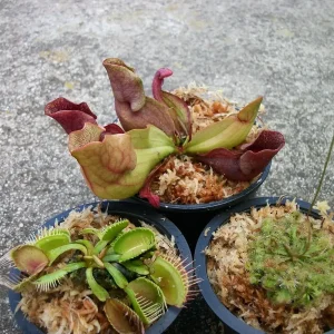 Carnivorous Plant Set - Venus Fly Trap, Pitcher Plant, Sundew - Live Plants - Image 1