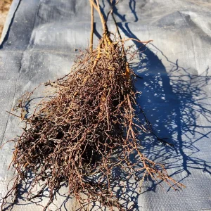 Carolina Allspice Live Plant – Sweetshrub Bare Root – 5 Pack, 12