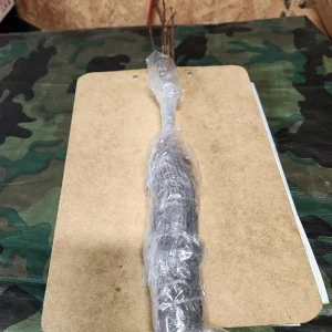 Carolina Allspice Live Plant – Sweetshrub Bare Root – 5 Pack, 12