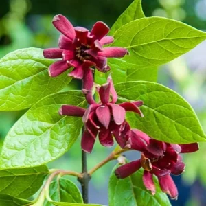Carolina Allspice Live Plant – Sweetshrub Bare Root – 5 Pack, 12" Tall – Outdoor Shrub - Image 1