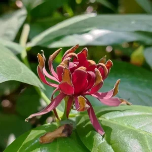 Carolina Allspice Live Plant, Sweetshrub, Quart Pot - Fragrant Yellow Flowers, USDA Zones 5-9 - Image 2