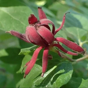 Carolina Allspice Live Plant, Sweetshrub, Quart Pot - Fragrant Yellow Flowers, USDA Zones 5-9 - Image 3