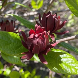 Carolina Allspice Live Plant, Sweetshrub, Quart Pot - Fragrant Yellow Flowers, USDA Zones 5-9 - Image 6