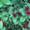 Carolina Allspice 'Sweetshrub' Live Plant - Quart Pot, Fragrant Outdoor Shrub - Image 1