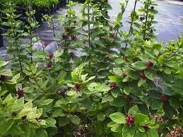 Carolina Allspice 'Sweetshrub' Live Plant - Quart Pot, Fragrant Outdoor Shrub - Image 2