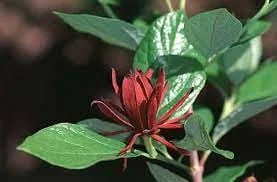 Carolina Allspice 'Sweetshrub' Live Plant - Quart Pot, Fragrant Outdoor Shrub - Image 3